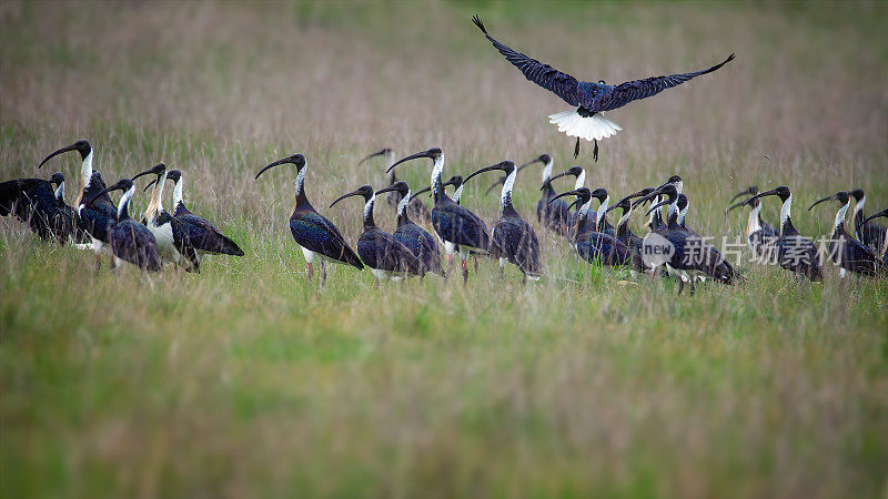 草颈朱鹭(Threskiornis spinicollis)